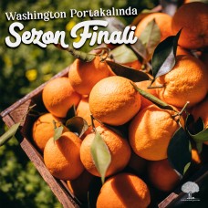 Sezon Finali - Washington Portakal - 9kg